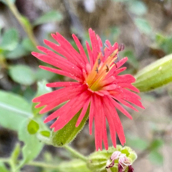 Meet your Posher, Olga - Picture 1 of 1